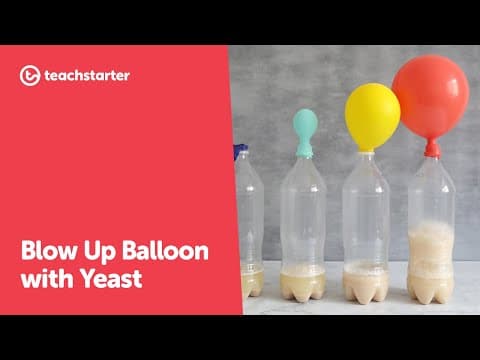 Yeast Fermentation Balloon: Microorganism Respiration Science