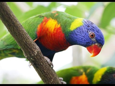 Bird Beak Adaptation: Natural Selection Science Game for Students